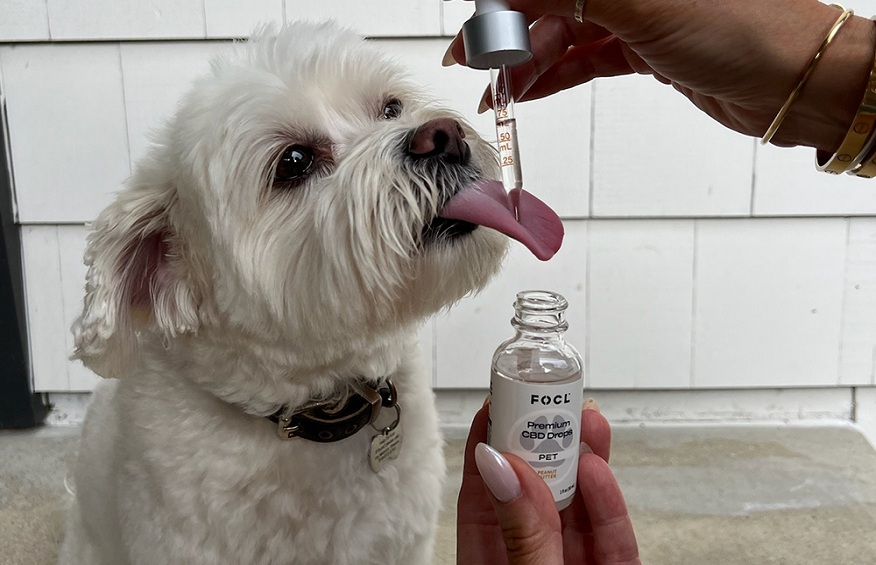 The Ultimate Guide to CBD Oil for Dogs and the Best CBD Dog Oils in India