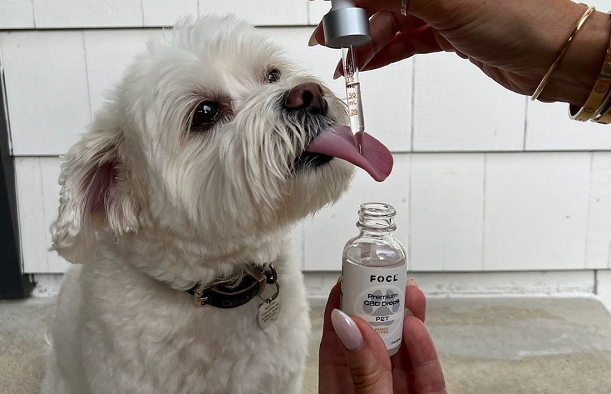 CBD Oil for Dogs